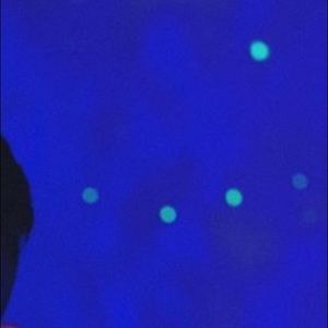 Meet your Posher, Sofia